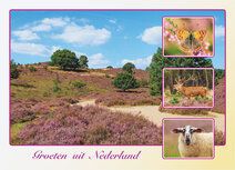 Postcrossing Postkarten | Postkarte groeten uit Nederland