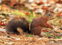 Eichhörnchen Postkarte