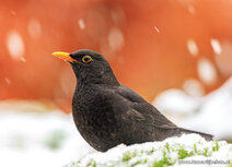 Amsel im Schnee Postkarte