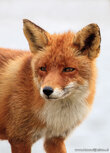 Postkarte Fuchs Postkarte Fuchs