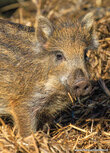 Tier Postkarte | Postkarte Wildschwein Tier Postkarte | Postkarte Wildschwein