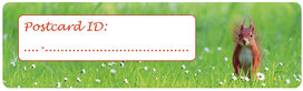 Postcrossing ID stickers | 6x Eichhörnchen Postcrossing ID stickers | 6x Eichhörnchen