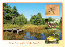Postcrossing Postkarten top 100 | Postkarte groeten uit Nederland