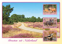 Postcrossing Postkarten top 100 | Postkarte groeten uit Nederland Heide