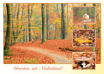 Postcrossing Postkarten top 100 | Postkarte groeten uit Nederland Herbst
