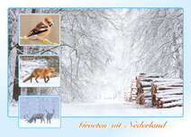 Postcrossing Postkarten top 100 | Postkarte groeten uit Nederland winter