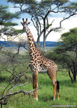 Tier Postkarte | Giraffe Postkarte Tier Postkarte | Giraffe Postkarte