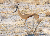 Tier Postkarte | Springbok Postkarte Tier Postkarte | Springbok Postkarte