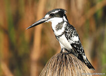 Vogelkarten | Graufischer Postkarte Vogelkarten | Graufischer Postkarte