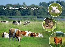 Postkarten Groningen | Postkarte grüße aus Groningen 002