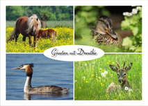 Postkarten Drenthe | Postkarte Tiere in Drenthe