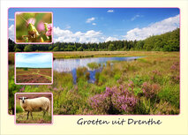 Drenthe Postkarten | Heide in Drenthe Postkarte
