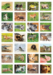 Belohnungsaufkleber Tiere kaufen Belohnungsaufkleber Tiere kaufen