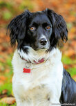 Hunde Postkarten | Stabyhoun Postkarte Hunde Postkarten | Stabyhoun Postkarte