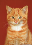 Katzen Postkarten | Junges Kätzchen Postkarte Katzen Postkarten | Junges Kätzchen Postkarte