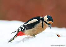 Vogelpostkarten | Buntspecht im Schnee Postkarte