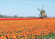 Mühle Postkarten | Mühle O-T Postkarte