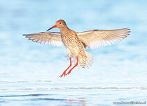 Wiesenvögel Postkarten | Rotschenkel Postkarte