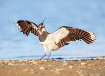 Wiesenvögel Postkarten | Kiebitz Postkarte