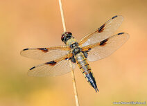 Natur Postkarten | Vierfleck-Libelle Postkarte