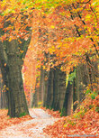 Postkarte Herbst lane