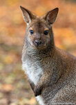 Zoo Postkarten | Rotnackenwallaby Postkarte