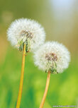 Blumen Postkarte | Verblasster Löwenzahn Postkarte Blumen Postkarte | Verblasster Löwenzahn Postkarte