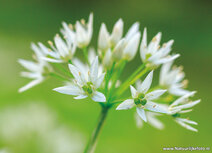 Blumen Postkarten | Bärlauch Postkarte Blumen Postkarten | Bärlauch Postkarte