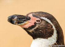 Zoo Postkarten | Humboldtpinguïn Postkarte