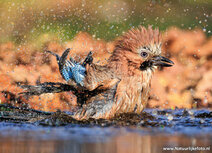 Vogel Postkarten | Eichelhäher Postkarte