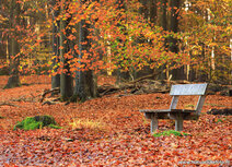 Postkarte Herbst bank