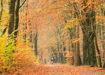 Postkarte Herbst Lane mit Walker und Hund