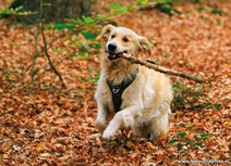 Hunde Postkarten | Golden Retriever Postkarte Hunde Postkarten | Golden Retriever Postkarte