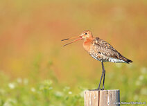Wiesenvögel Postkarten | Uferschnepfe Postkarte
