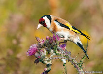 Vogel Postkarten | Stieglitz Postkarte