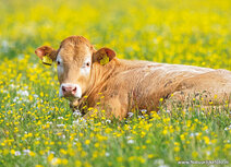 Tierpostkarten | Limousin Kuh Postkarte
