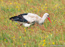 Wiesenvögel Postkarten | Storch Postkarte