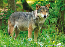 Zoo Postkarten | Wolf Postkarte Zoo Postkarten | Wolf Postkarte