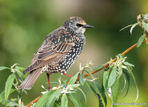 Vogel Postkarten | Star Postkarte
