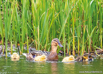 Vogel Postkarten | Ente mit EntenkĂĽken Postkarte Vogel Postkarten | Ente mit EntenkĂĽken Postkarte