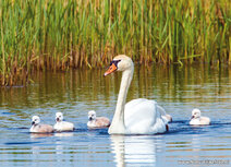 Frühlingskarten | Höckerschwan mit jungen Postkarte Frühlingskarten | Höckerschwan mit jungen Postkarte