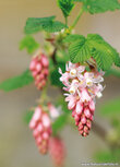 Postkarte Blumen | Johannisbeeren Postkarte Postkarte Blumen | Johannisbeeren Postkarte