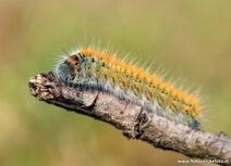 Insekten Postkarten | Raupe Postkarte