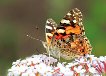 Schmetterling Postkarten | Admiral Schmetterling Postkarte
