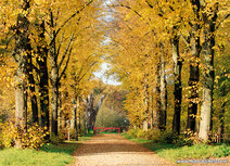 Postkarte Herbst lane