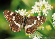 Schmetterling Postkarten | Landkärtchenfalter Postkarte