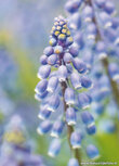 Blumen Postkarte  | Kleine Traubenhyazinthe Postkarte Blumen Postkarte  | Kleine Traubenhyazinthe Postkarte