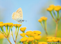 Schmetterling Postkarten | Hauchechel-Bläuling Postkarte