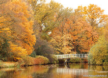 Brücke in Herbst Postkarte
