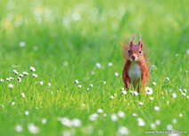 Eichhörnchen Postkarten